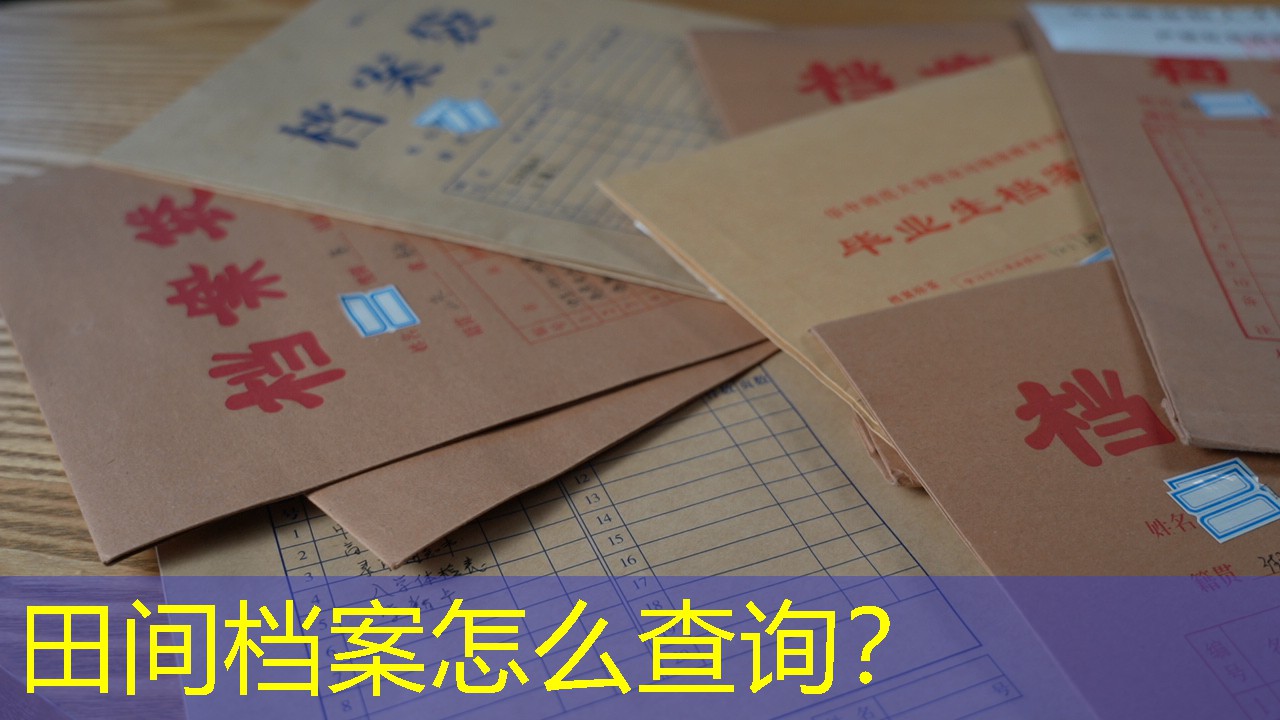 档案查询